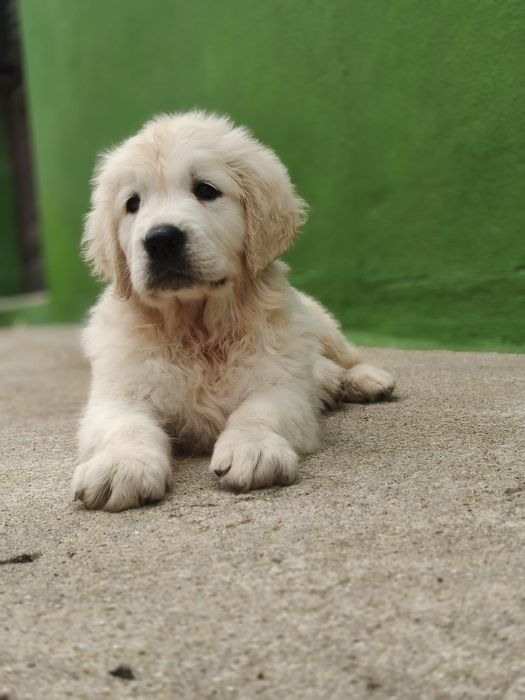 Golden Retriever fêmea
