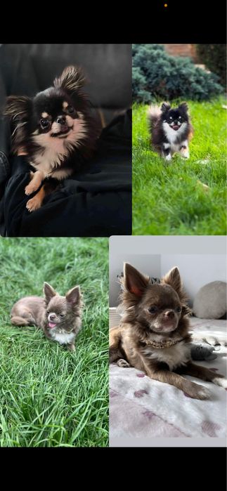 Unikatowa  Chihuahua  *GOTOWA DO ODBIORU*