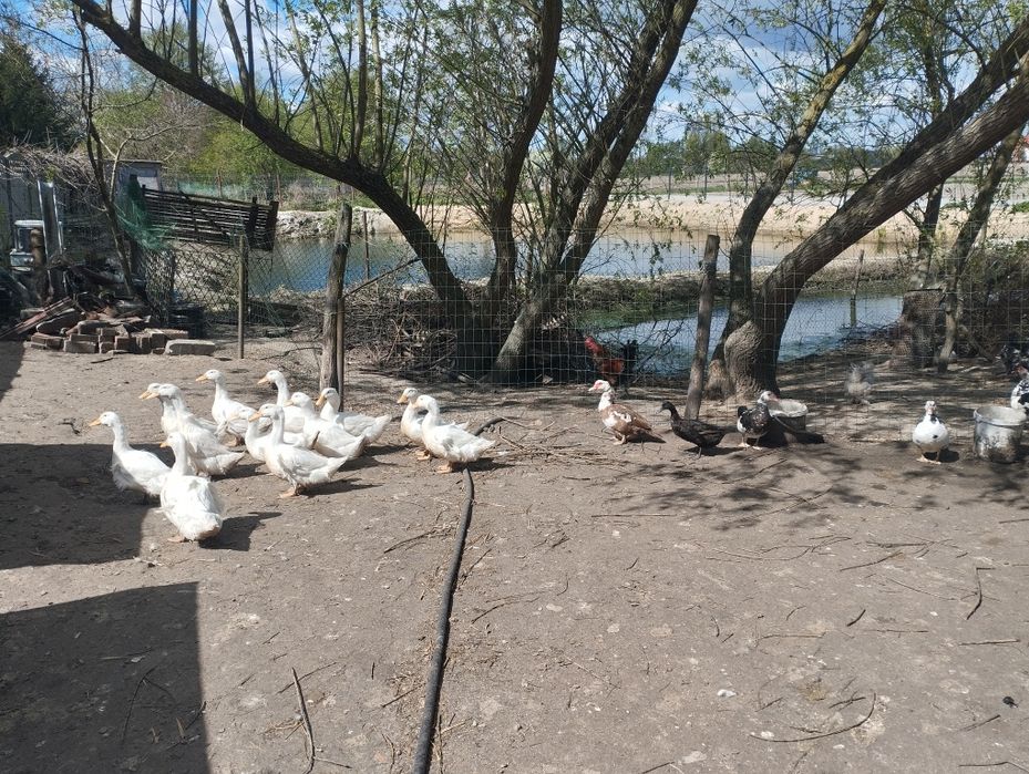 Kaczki Pekin i Francuzy