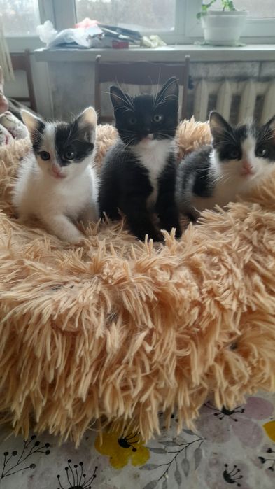 віддаємо  3 Кошенятки хлопчики