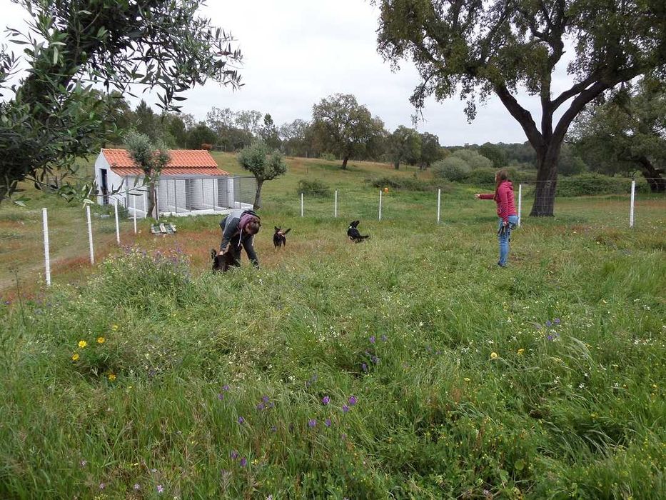 Mini Hotel pelo seu cão na Natureza