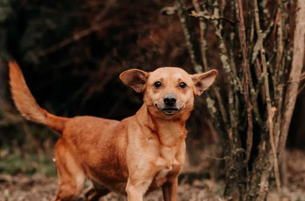Pakerek to wrażliwy psiak, który potrzebuje cierpliwych opiekunów
