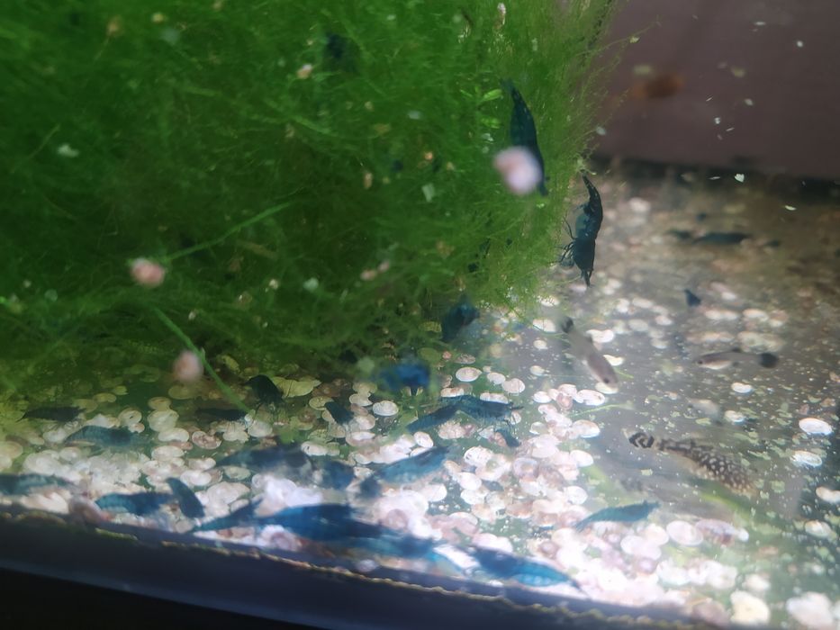Krewetki neocaridinia blue velvet