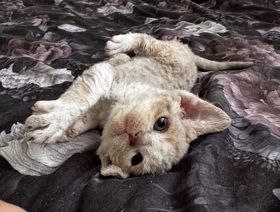 Irish Mist - urocza koteczka Devon Rex WCF
