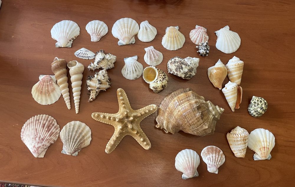 Ракушки ,Мушли ,Звездочки морскик