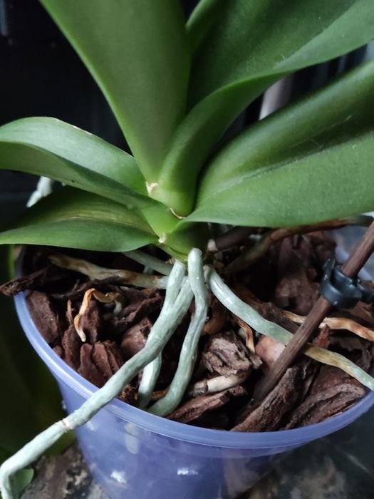 Продам домашню орхідею