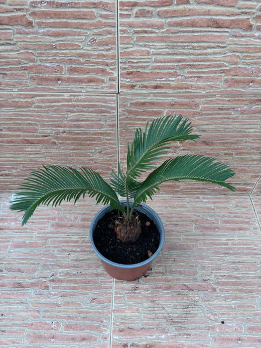 Plantas Sica (Cycas Revoluta) em Vaso - Vários Tamanhos