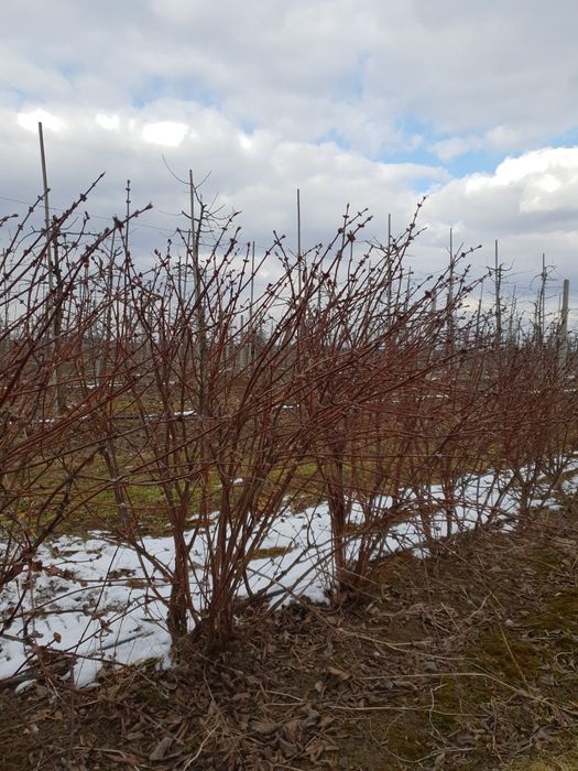 Jagoda kamczacka - krzewy / sadzonki