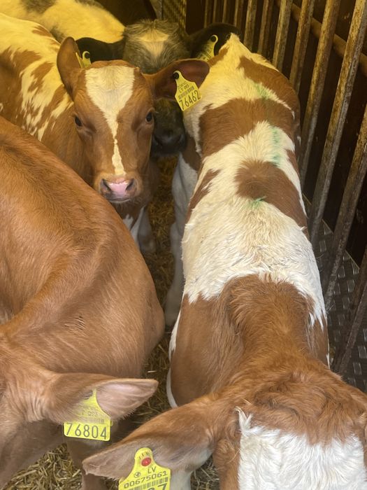 Sprzedam cielaki mięsne i samodzilne