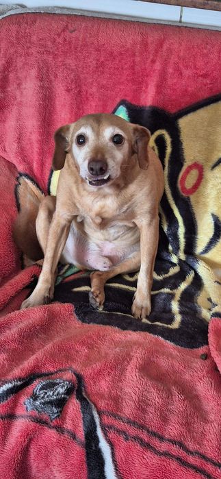 Piesek około 10 lat