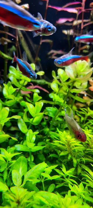 Bacopa caroliniana roślina akwariowa