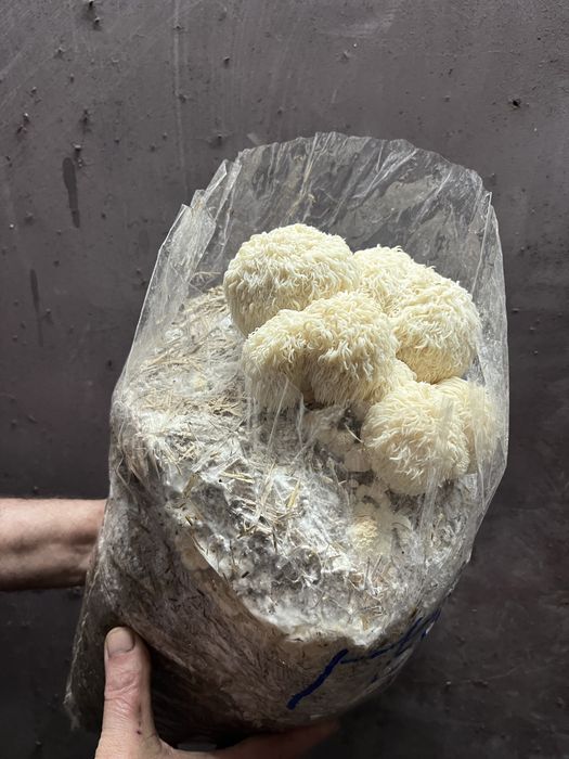 Продам Мицелий Грибов