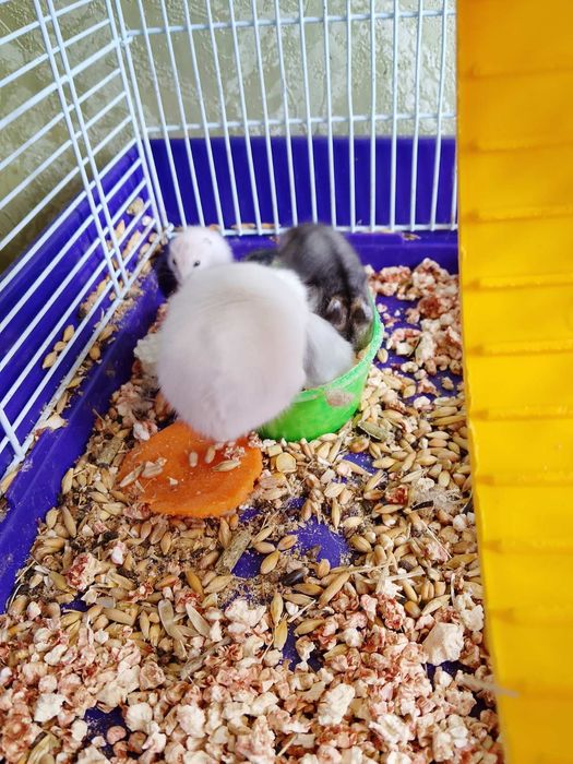 Джунгарские хомячки