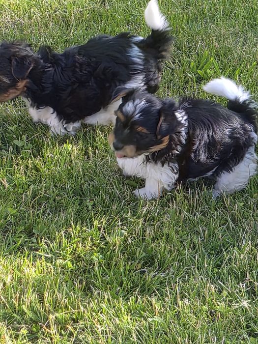 Biewer Yorkshire Terrier