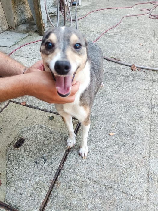 Cão para adoção responsável