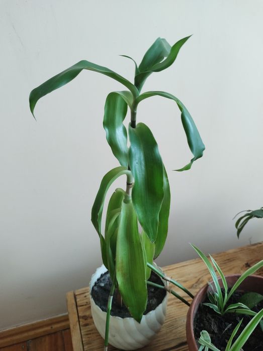 Продам квіти кімнатні