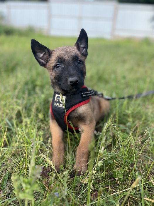 Малинуа бельгийская овчарка КСУ документы