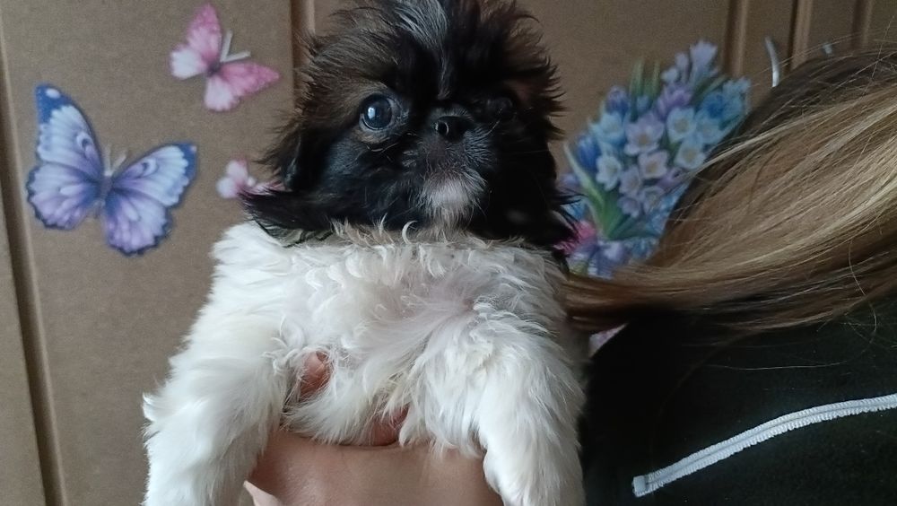 Королівські пекінеси