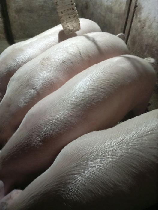 Продам свиней живою вагою!