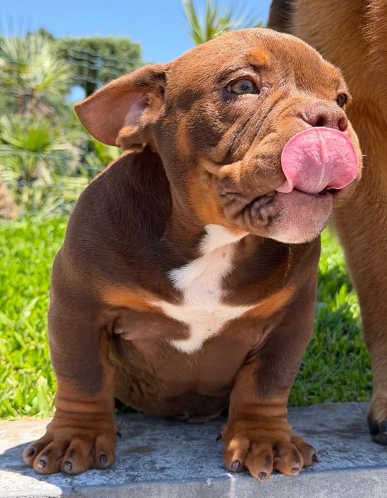 American Bully Micro