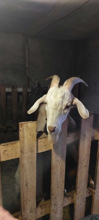 Продам цапа на плем'я, потомство вже має. З документами.