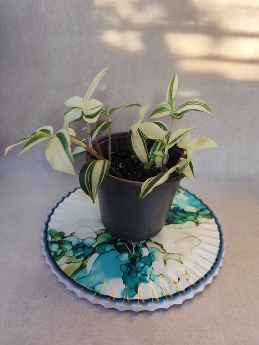 традесканция, традесканція