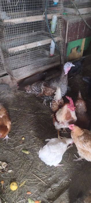 Sprzedam 3 indyczki i 1 indora