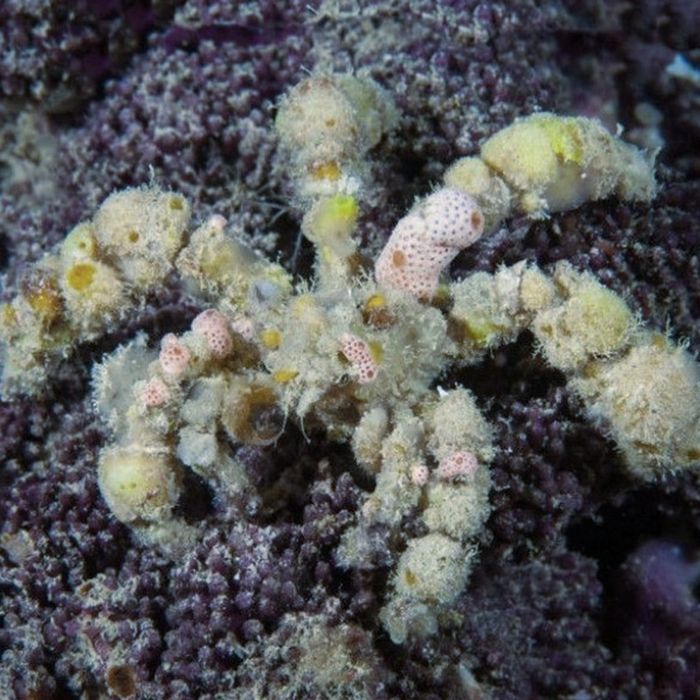 Camposcia retusa - krab dekorator L
