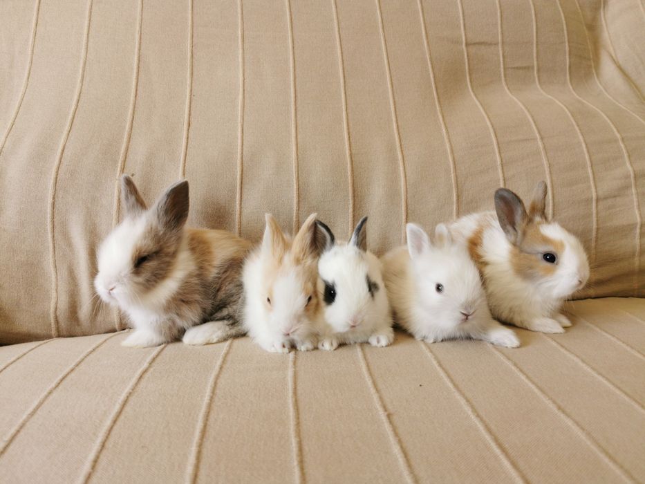 KIT Coelhos anões mini holandês e minitoy super meigos