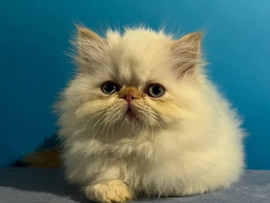 Персидські кошенята