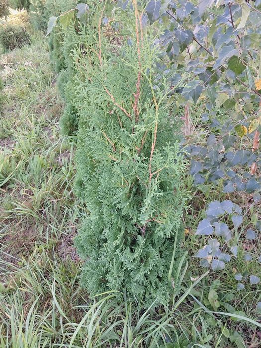 Świerk srebrny 30-50cm