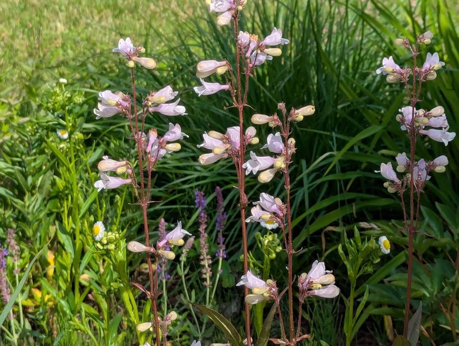 20 sz. Bylin mixuj dowolnie-Kocimiętka  przetacznik, rudbekia