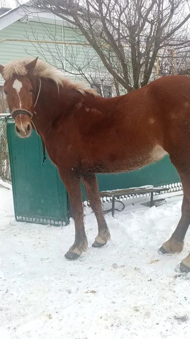 Продається кобила