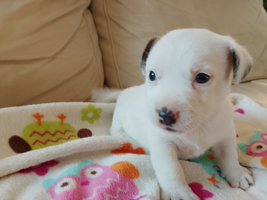 Jack Russell terrier