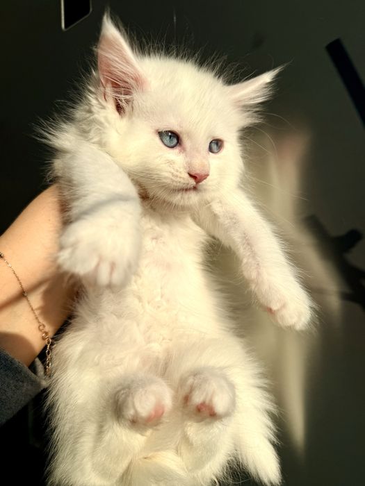 Мейн кун документи