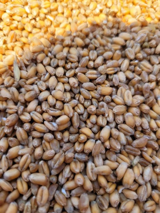 Pszenica Ozima Gentelman