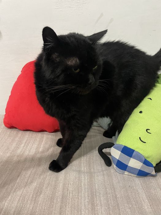 Кішка шукає сімʼю