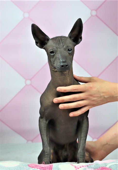 Nagi pies meksykański miniaturowy Xolo FCI ZKwP