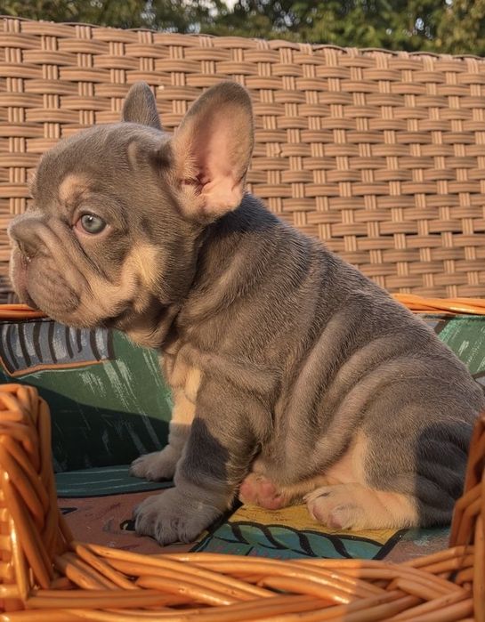 Big rope girl lilac tan