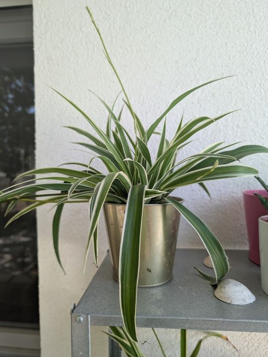 Planta aranha (clorofito)