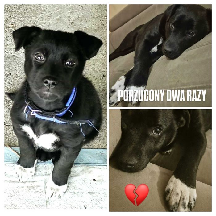 Szczeniak Ptysiek do adopcji