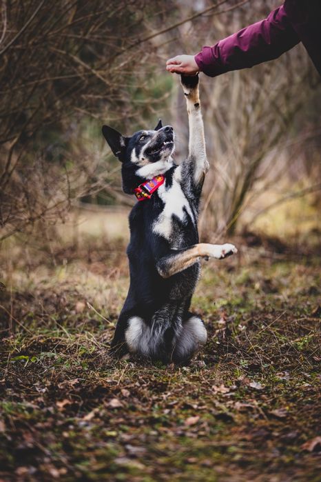 Uroczy mix łajka od miesięcy w schronisku