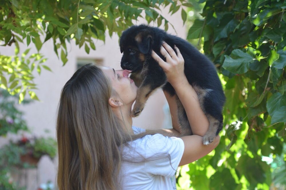 Щенки Немецкой овчарки