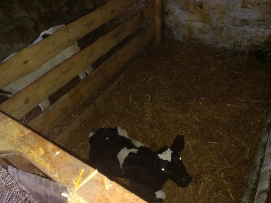 Sprzedam  cielalki 8 sztuk