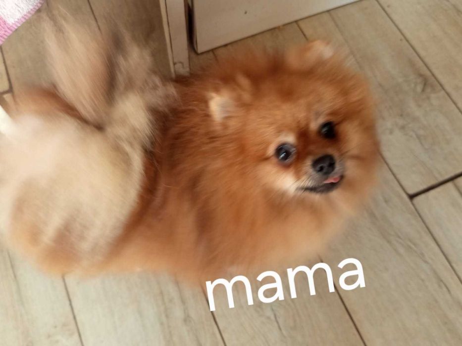 Piękna suczka rasy pomerianian