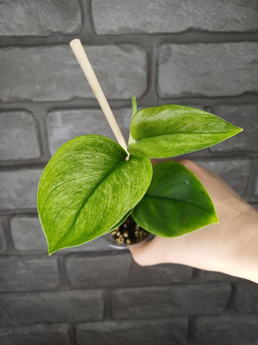 Scindapsus Moonlight Mint #3