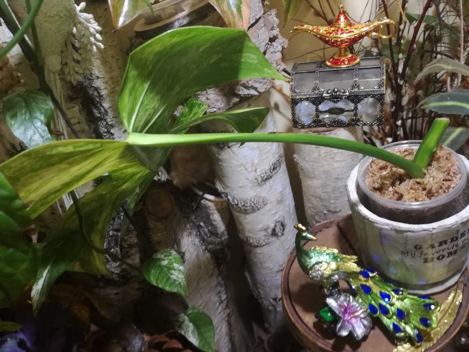 Monstera Marmorata Aurea Variegata roślina poszukiwana Philodendron