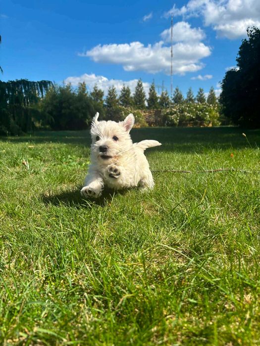 West highland white terrier przepiękny miot