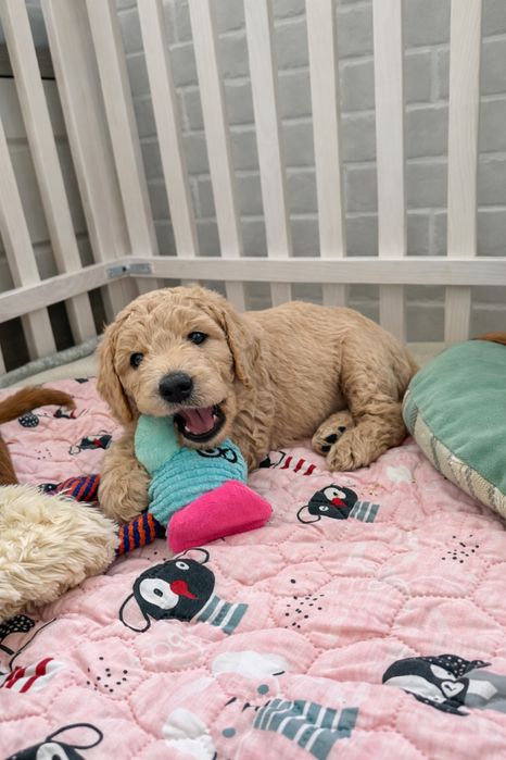 Голдендудль ( лабрадудль)