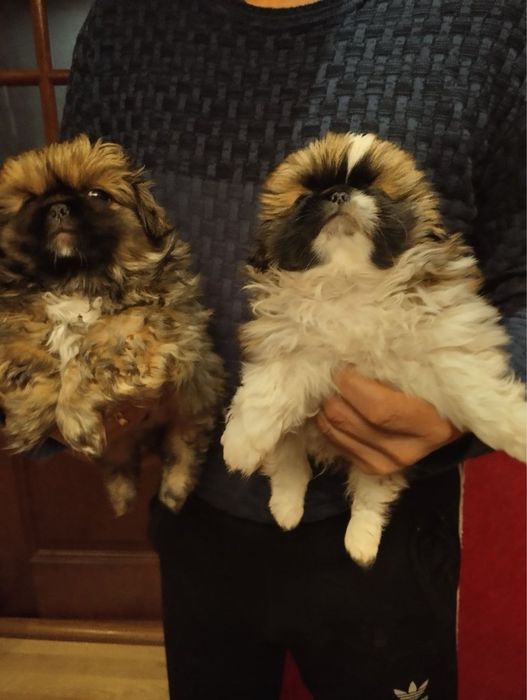 Продам цуценят Пекінесиків